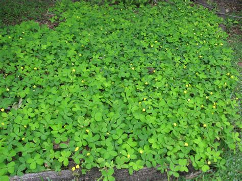 Arachis pintoi habit16 | Introduced, warm-season, perennial,… | Flickr