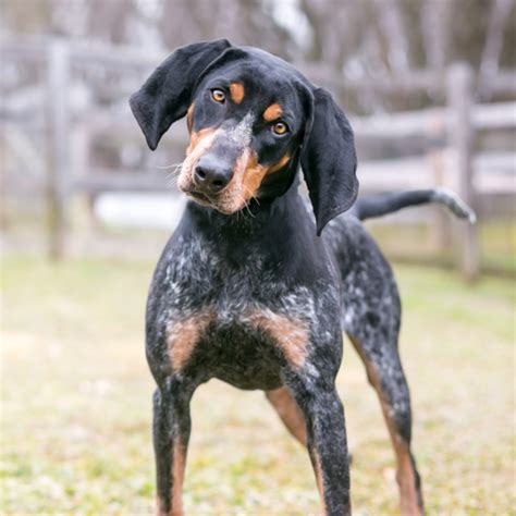 Red Haired Blue Tick Hound Puppies - Puppy And Pets