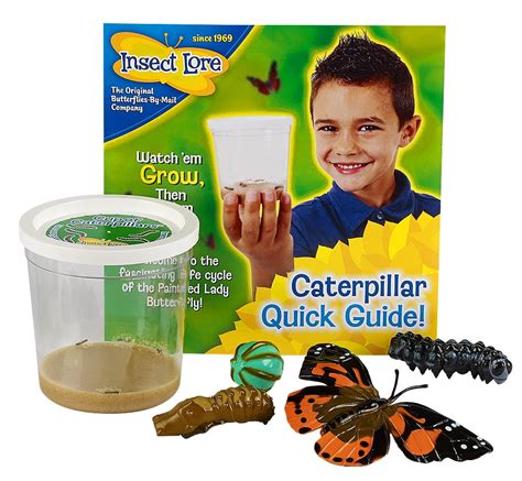 Insect Lore 5 Live Caterpillars Cup of Caterpillars Butterfly Kit Refill - Plus Butterfly Life ...