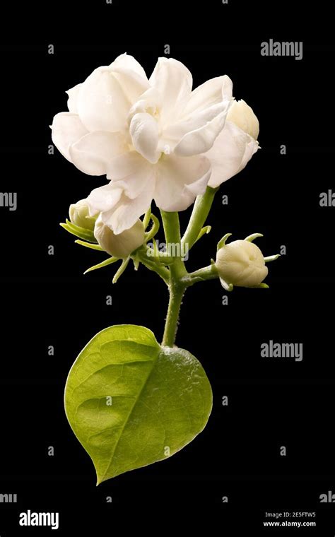 Arabian Jasmine flowers isolated on blackground Stock Photo - Alamy