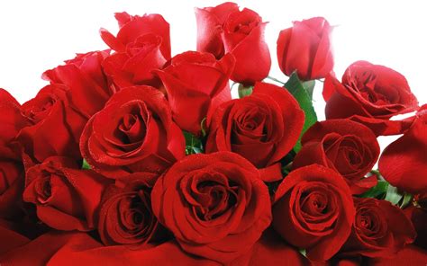 Lovely Red Roses Wallpapers | HD Wallpapers | ID #5755