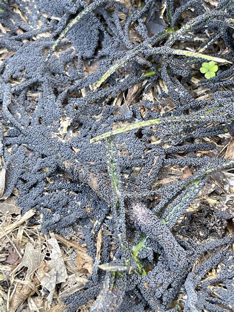 What is this black slime mold in my friends yard and why did it grow in ...