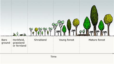 Ecological Succession- Primary Succession Diagram | Quizlet