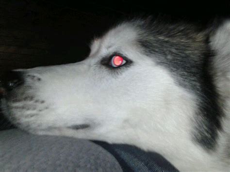 Why Do Huskies Eyes Turn Red