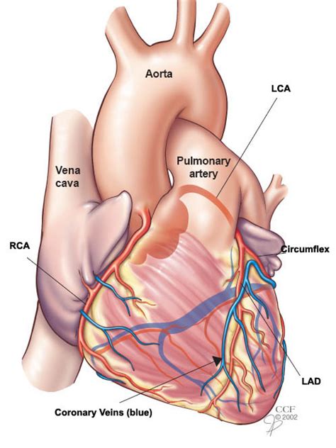 Heart & Blood Vessels: Outside the Heart | Cleveland Clinic