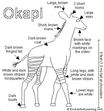 Animal Facts: Okapi