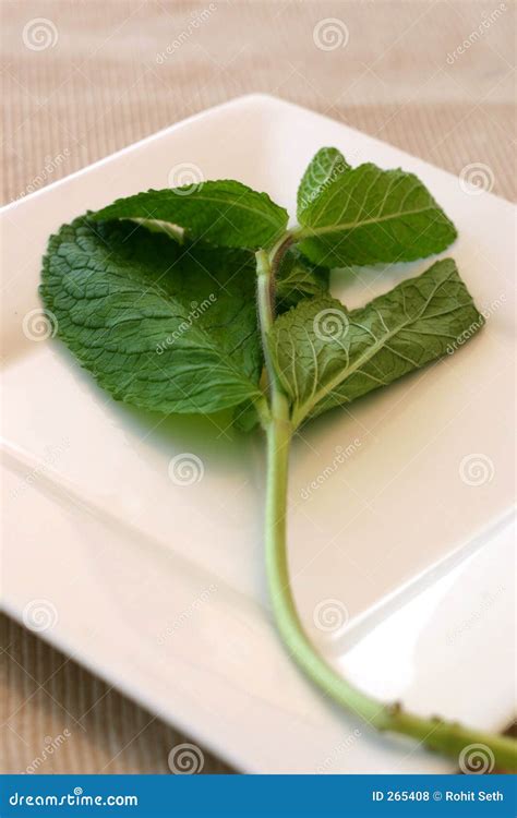 Mint Leaf stock photo. Image of chef, herb, cuisine, continental - 265408