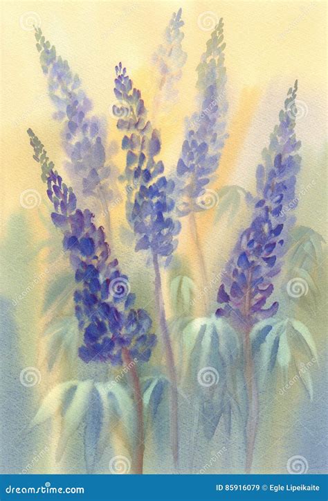 Blue lupine watercolor stock illustration. Illustration of artwork - 85916079