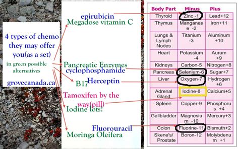 Different types of chemotherapy & what they are on the Grove Body Part Chart… | GroveCanada.CA