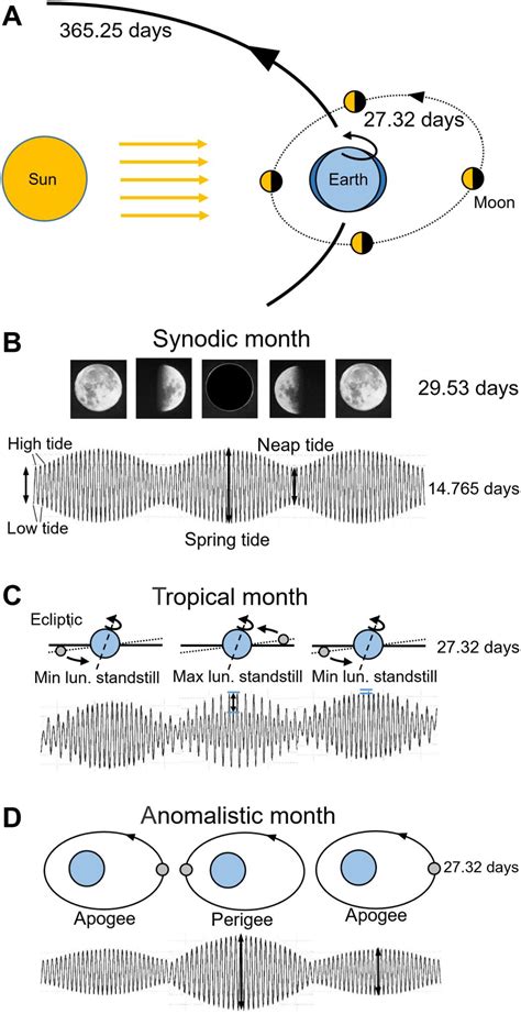 The Synchronization of Menstrual Cycles with Lunar Cycles