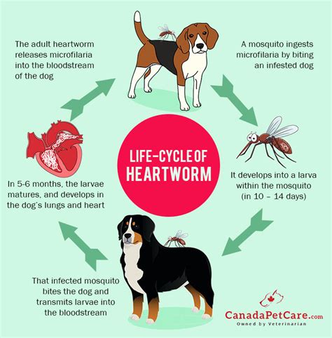 Analyzing the Cost of Dog’s Heartworm Treatment - CanadaPetCare Blog