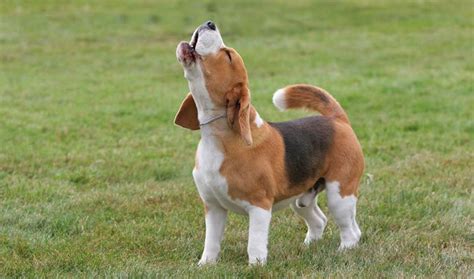 Beagle Dog Breed - A Comprehensive Guide