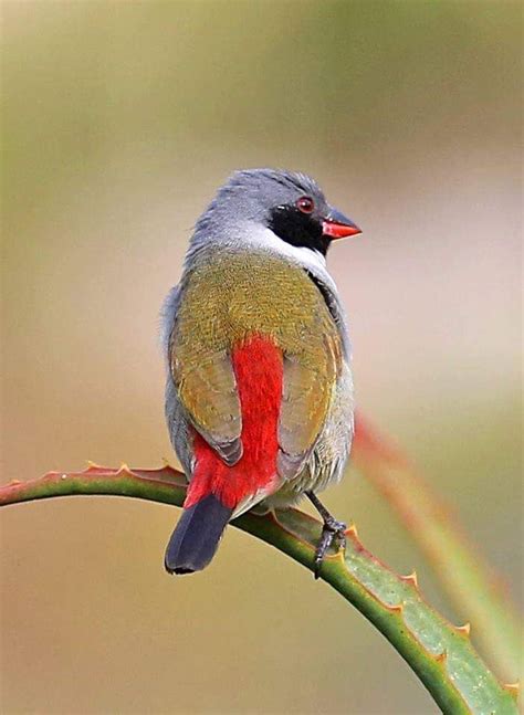 ~ Swee Waxbill (Coccopygia melanotis) in South Africa | Pretty birds, Pet birds, Beautiful birds