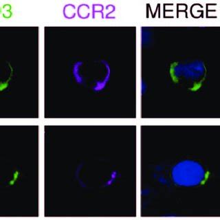 T cells express CCL2 receptor. Expression of CCR2 in T-cells in human... | Download Scientific ...