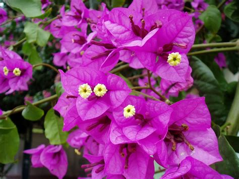 Bougainvillea glabra . Flor de papel, buganvillea menor