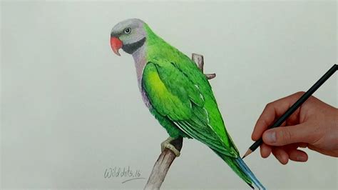 Drawing A Bird With Simple Colored Pencils | Derbyan Parakeet | - YouTube