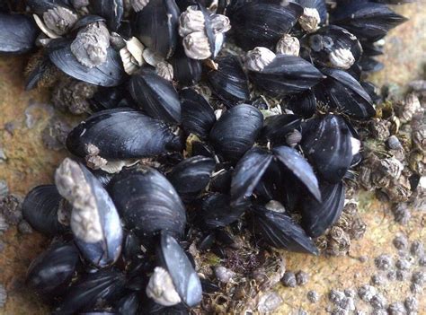 Do not eat SLO County shellfish, state warns. Dangerous levels of toxins detected