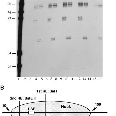 Restriction endonuclease mapping of nucleosome positions . A ...