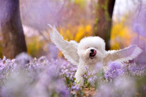 When Should You Commence Bichon Frise Puppy Training? - SPIRE PET