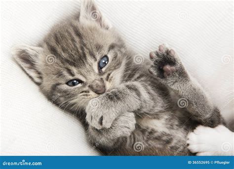 Gato Gris Del Bebé Del Gato Atigrado Imagen de archivo - Imagen de ...