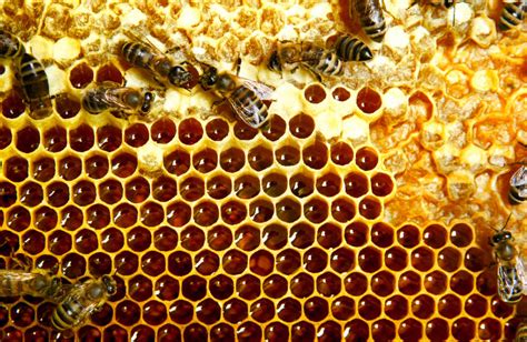 How Do Bees Make Honey? A Beginner's 5-Step Guide Bee Professor