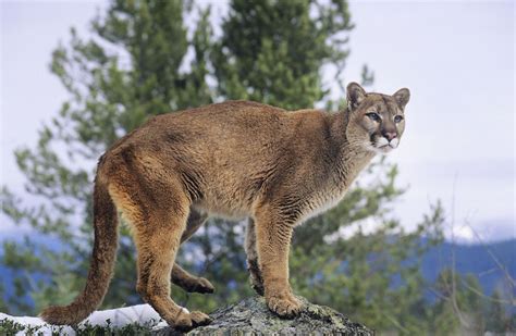 Eastern cougar no longer needs protection, declared extinct - Cottage Life