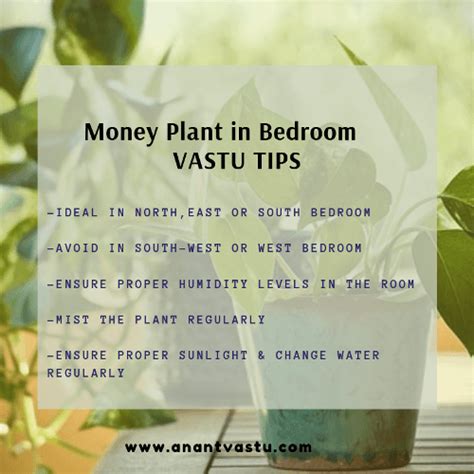 Money Plant Vastu: Benifits and Placement of Money Plant at Home