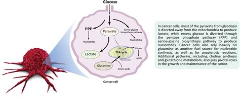 Cancer metabolism | Human Metabolome Technologies