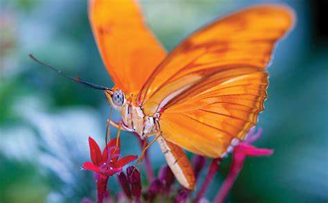 Butterfly Magic - Tucson Botanical Garden | Tucson botanical gardens ...