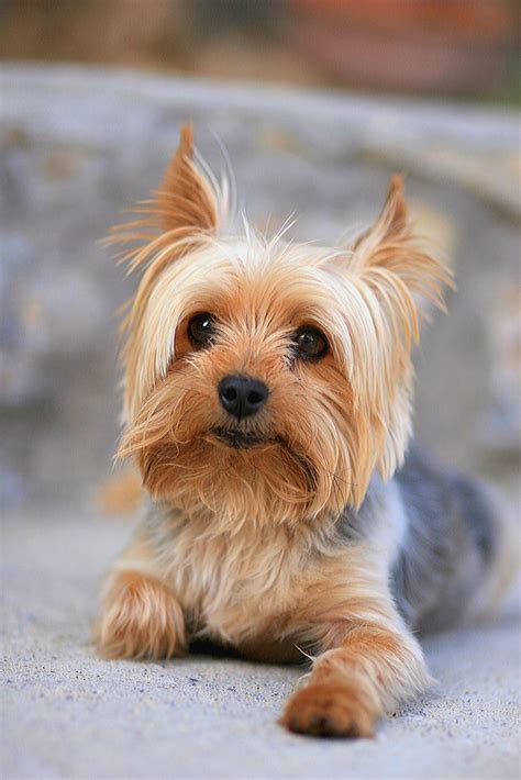 35 Best Small Dog Breeds - List of Top Small Dogs with Pictures