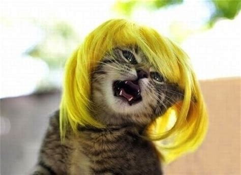 25 Funny Cats In Wigs That Will Make You Laugh - Bouncy Mustard