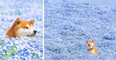 This Shiba Inu Is The Cutest Flower Boi In Japan And His 19 Pics Are Making People Happy | Bored ...