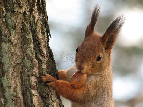 Cute, Funny, Hungry Squirrels Say Fall is Here [60 Pics]