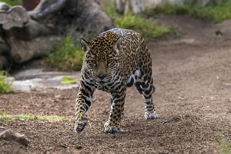 Jaguar | San Diego Zoo Institute for Conservation Research