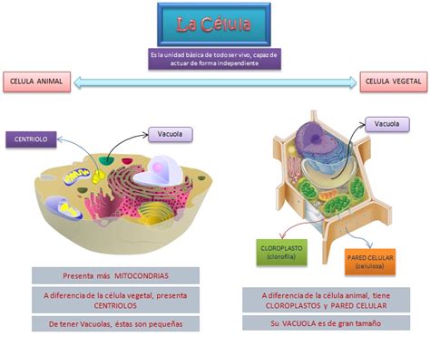 Esquemas, diagramas, gráficos y mapas conceptuales.: Célula Animal y Célula Vegetal