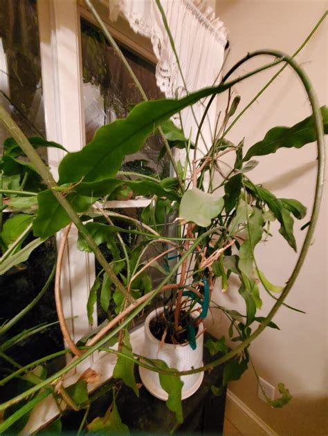 Queen of the night pruning help : r/houseplants