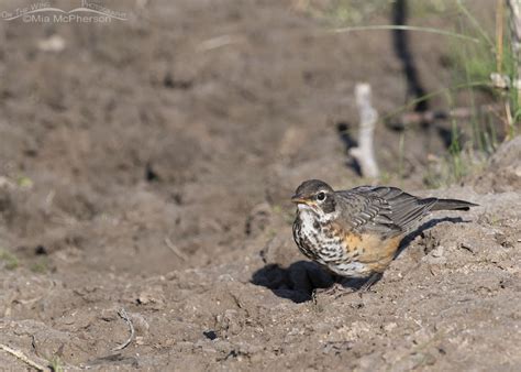 American Robin Fledglings Exploring Their Mountain Home - Mia McPherson's On The Wing Photography