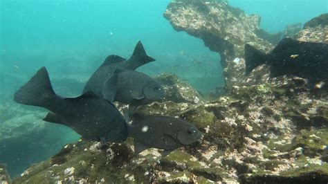 Snorkeling near Pinnacle Rock, Isla Bartolomé, Galapagos - YouTube