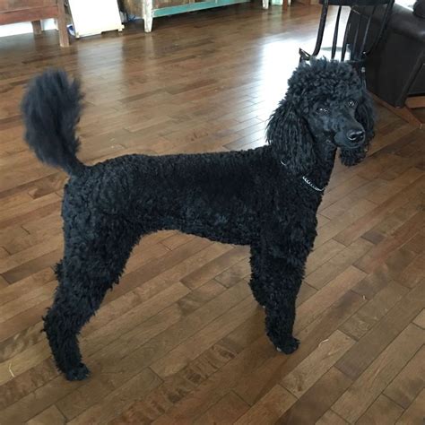 BonBon will produce gorgeous black Moyen Poodle puppies. The litter will be sired by an imported ...