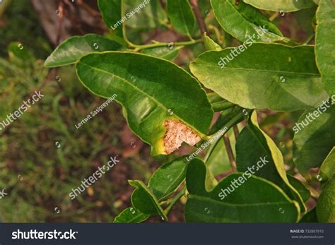 Plant Disease Citrus Canker Bacteria Stock Photo (Edit Now) 732897910