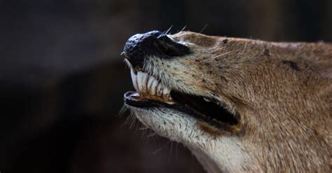 Deer Tooth: Everything You Need to Know