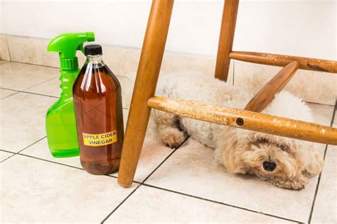 How to Get Rid of Dog Smell: 10 Best Methods