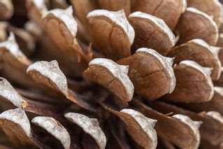 Pine Cone - still life | still life | Richard Ricciardi | Flickr