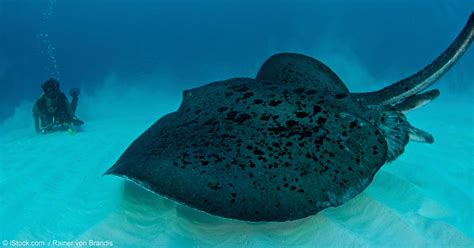 Giant Freshwater Stingray May Be Largest Ever Caught