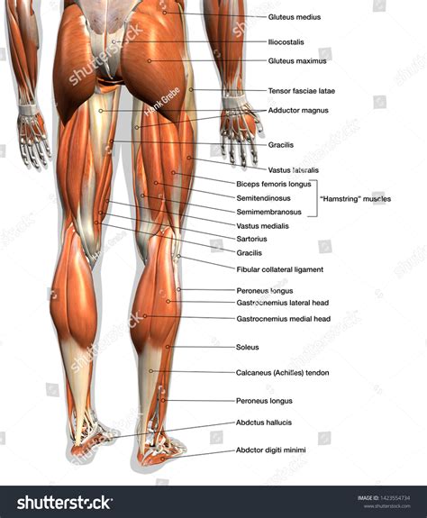 Labeled Anatomy Chart Male Leg Muscles Stock Illustration 1423554734 ...