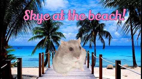 Hamster at the beach🌞🌴🍹 - YouTube