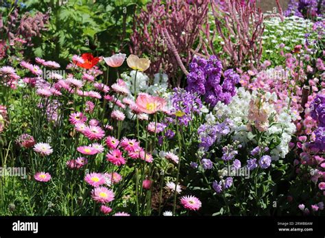 Toowoomba Carnival of Flowers 2023 Stock Photo - Alamy