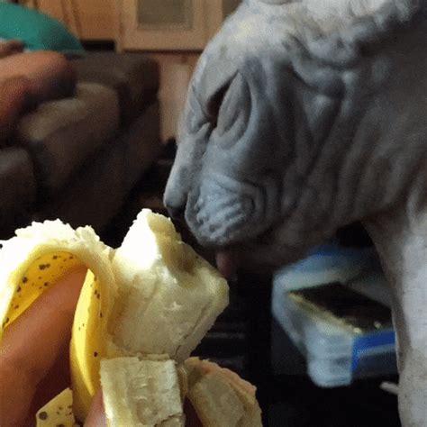 Did You Know That Cats Eat Bananas?