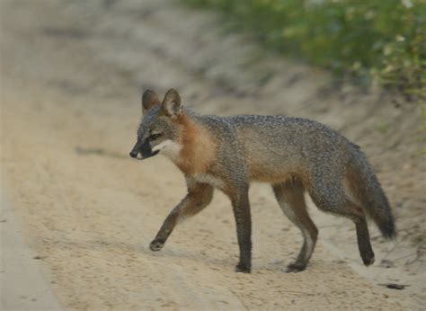 Ocala National Forest Archives - Volusia Naturalist