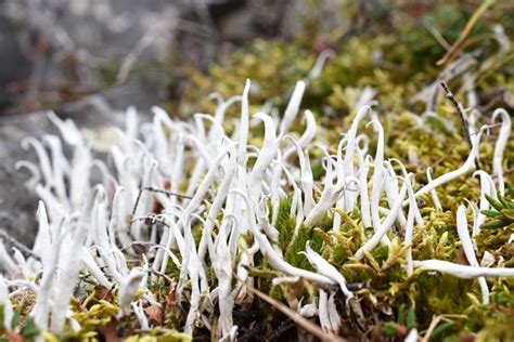 Lichens Could Need More Than a Million Years to Adapt to Climate Change | Scientific American